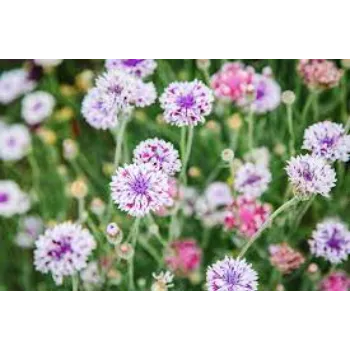 Popular Cut Flowers